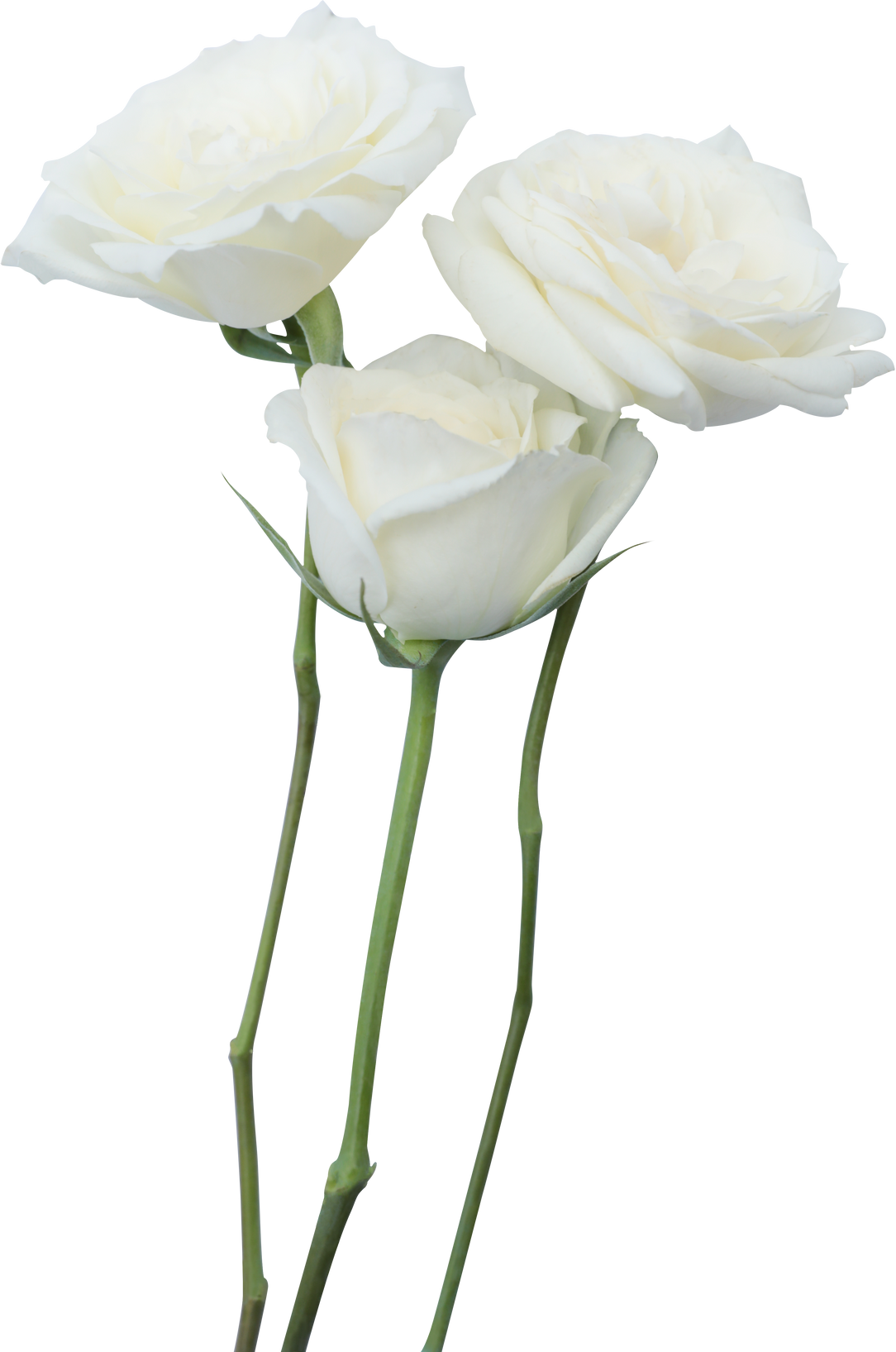 Three Long-Stemmed White Roses